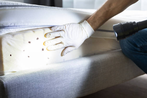 Best Wasp Removal Services  in Bloomfield, IA