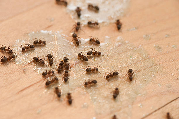Best Affordable Pest Control Services  in Bloomfield, IA