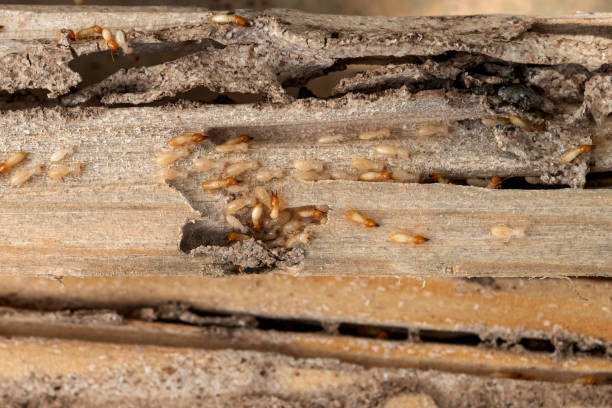 Best Local Pest Control Services  in Bloomfield, IA